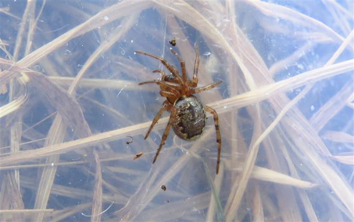 Theridiidae:  Enoplognatha cfr mandibularis  - Costa de Caparica (Portogallo)